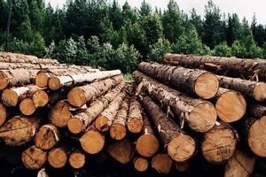 Востребована ли сегодня деревообрабатывающая промышленность?
